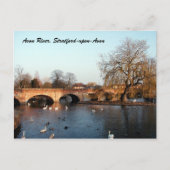 Swans on River Avon, Stratford-upon-Avon Postkarte (Vorderseite)