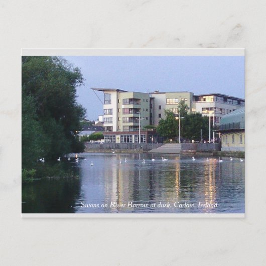 Swans on River Barrow, Carlow Town, Irland Postkarte (Vorderseite)