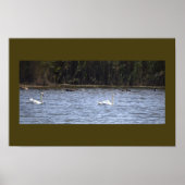 Swans on the Pond Poster (Vorne)