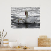 Swans Poster (Küche)