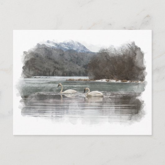 Swans Postkarte (Vorderseite)