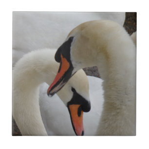 Swans Small (4,25" x 4,25") Keramik Foto Tile Fliese