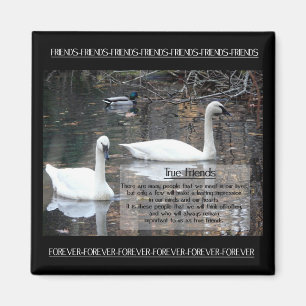 Swans-True Friends Magnet