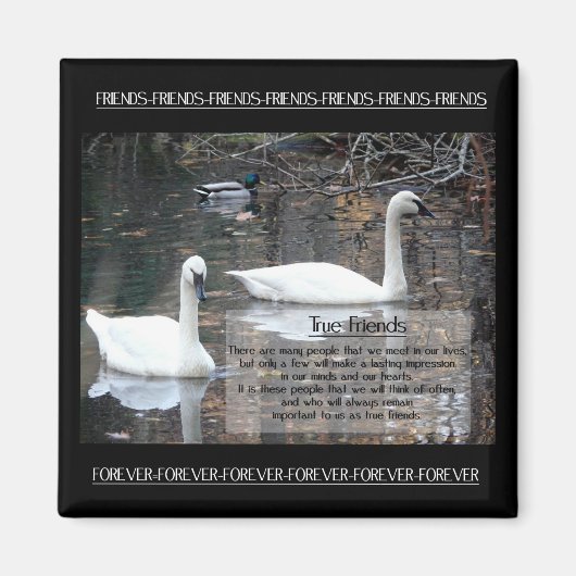 Swans-True Friends Magnet (Vorne)
