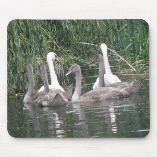 Swans und Cygnets Mousepad (Vorne)
