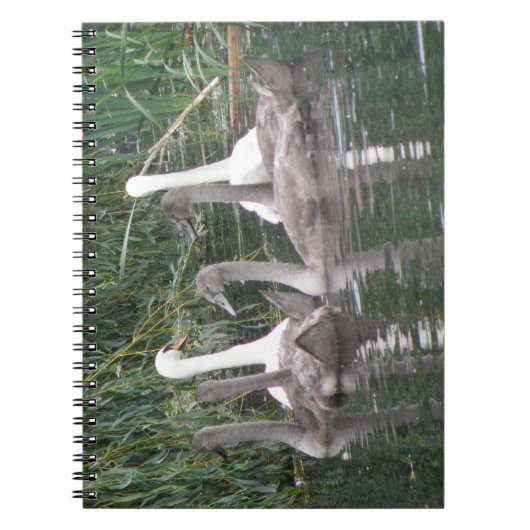 SWans und Cygnets-Notebook Notizblock (Vorderseite)