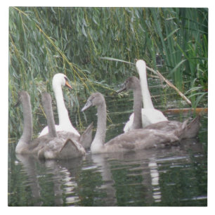 Swans und Cygnets Tile Fliese