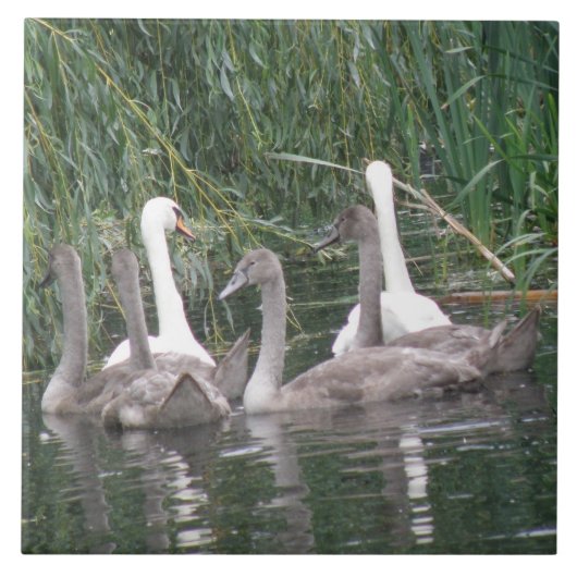Swans und Cygnets Tile Fliese (Vorderseite)