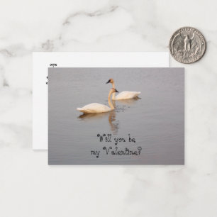 Swans Valentine Cards Mitteilungskarte
