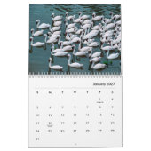 Swans Wall Calendar Kalender (Jan 2027)
