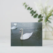 Swans White Postkarte (Stehend Vorderseite)