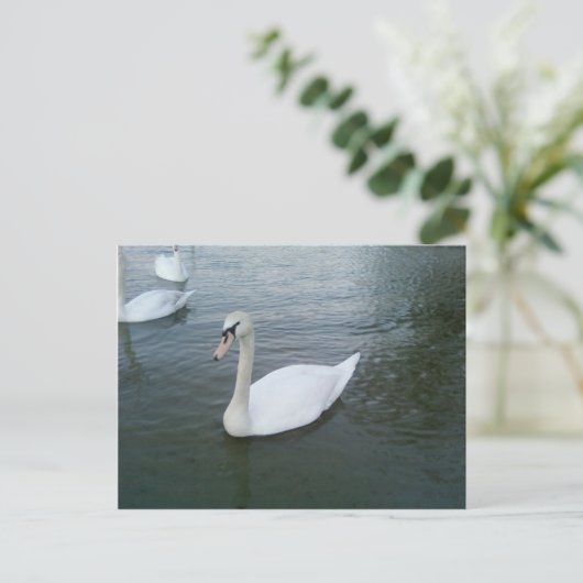 Swans White Postkarte (Stehend Vorderseite)