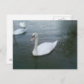 Swans White Postkarte (Vorne/Hinten)