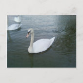 Swans White Postkarte (Vorderseite)