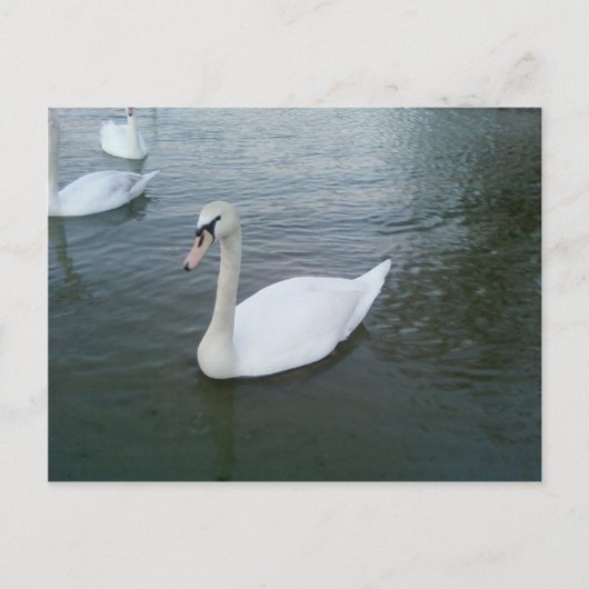 Swans White Postkarte (Vorderseite)