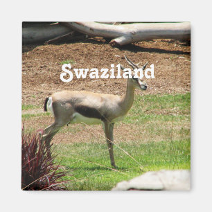 Swasiland-Gazelle Magnet
