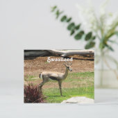 Swaziland Gazelle Postkarte (Stehend Vorderseite)