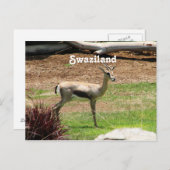 Swaziland Gazelle Postkarte (Vorne/Hinten)