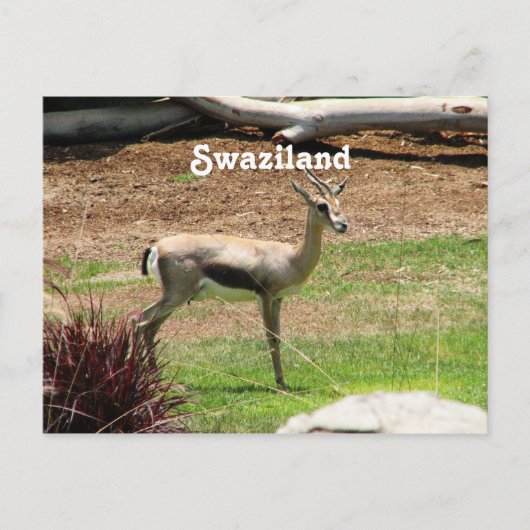 Swaziland Gazelle Postkarte (Vorderseite)