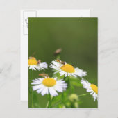 Sweat Bee Postkarte (Vorne/Hinten)