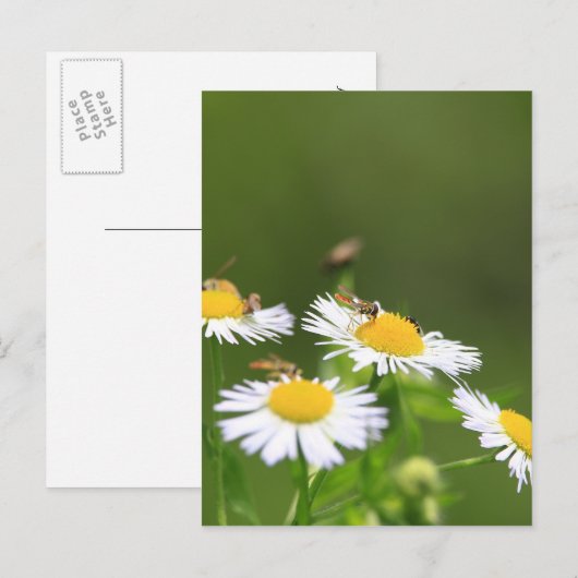 Sweat Bee Postkarte (Vorne/Hinten)