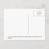 Sweat Bee Postkarte (Rückseite)