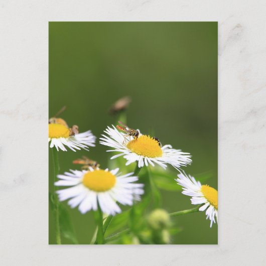 Sweat Bee Postkarte (Vorderseite)