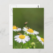 Sweat Bee Postkarte (Vorne/Hinten)