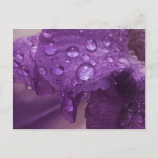 Sweaty Iris Postkarte