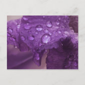 Sweaty Iris Postkarte (Vorderseite)