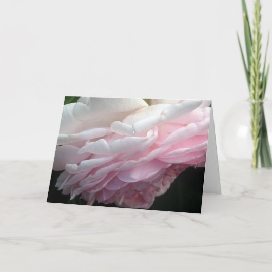 Sweep Pink Rose Blume Gruß oder Mitteilungskarten (Vorderseite)