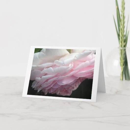 Sweep Pink Rose Blume Gruß oder Mitteilungskarten (Vorderseite)