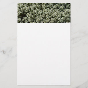 Sweet Alyssum Blume Weiße Blüte Briefpapier