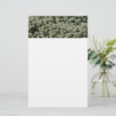Sweet Alyssum Blume Weiße Blüte Briefpapier (Stehend Vorderseite)