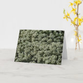 Sweet Alyssum Blume Weiße Blüte Karte (Gelbe Blume)