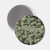 Sweet Alyssum Blume Weiße Blüte Magnet (Vorderseite/Rückseite)