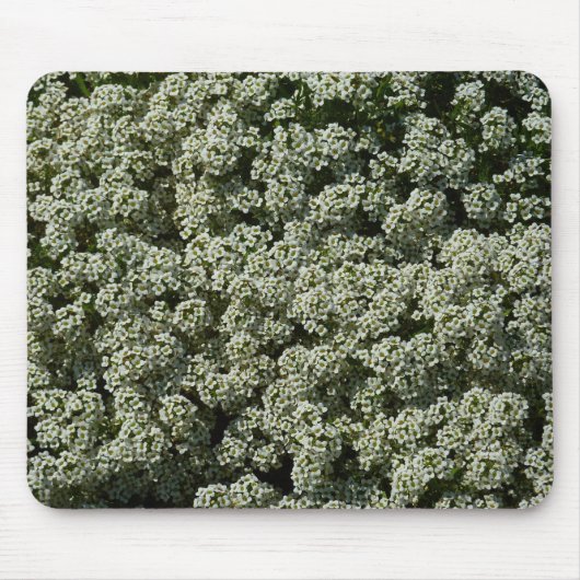 Sweet Alyssum Blume Weiße Blüte Mousepad (Vorne)