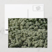 Sweet Alyssum Blume Weiße Blüte Postkarte (Vorne/Hinten)