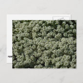 Sweet Alyssum Blume Weiße Blüte Postkarte (Vorne/Hinten)