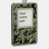 Sweet Alyssum Blume Weiße Blüte Rahmen-Ornament Silber (Rechts)