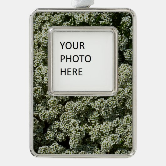 Sweet Alyssum Blume Weiße Blüte Rahmen-Ornament Silber (Vorderseite)