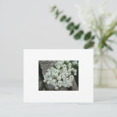 Sweet Alyssum Postkarte (Stehend Vorderseite)