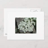 Sweet Alyssum Postkarte (Vorne/Hinten)