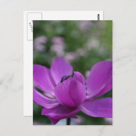 Sweet Anemone Postkarte (Vorne/Hinten)