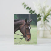 Sweet Arabian Horse Postcard Postkarte (Stehend Vorderseite)