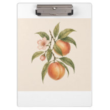 Sweet as a Peach | Vintage Peach Botanical Design