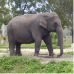 Sweet Asian Elephant Freistehende Fotoskulptur<br><div class="desc">Was ist so anders für asiatische weibliche Elefanten? Den asiatischen Elefanten fehlt es in der Regel an sichtbaren Stoßzähnen wie den Männern in einigen Populationen, wie etwa im Nordosten Indiens. Breite, gepolsterte Füße ermöglichen es ihnen, ruhig zu gehen. Große, entblößbare Ohren helfen diesen riesigen Tieren, cool, obwohl Elefanten oft in...</div>
