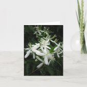 Sweet Autumn Clematis Foto Falted Note Card (Vorderseite)