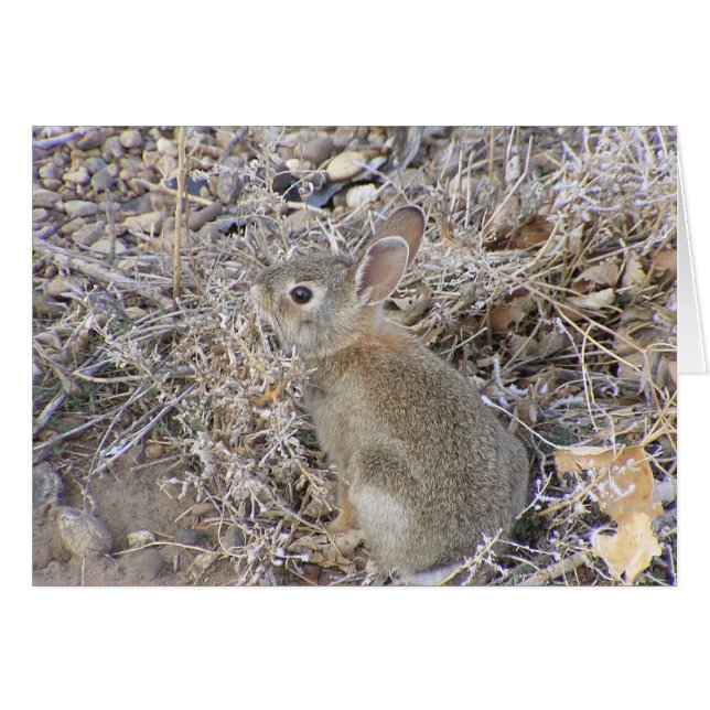Sweet Baby Bunny (Vorderseite (Horizontal))