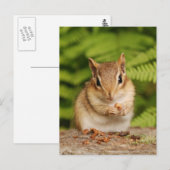 Sweet Baby Chipmunk Postcard Postkarte (Vorne/Hinten)